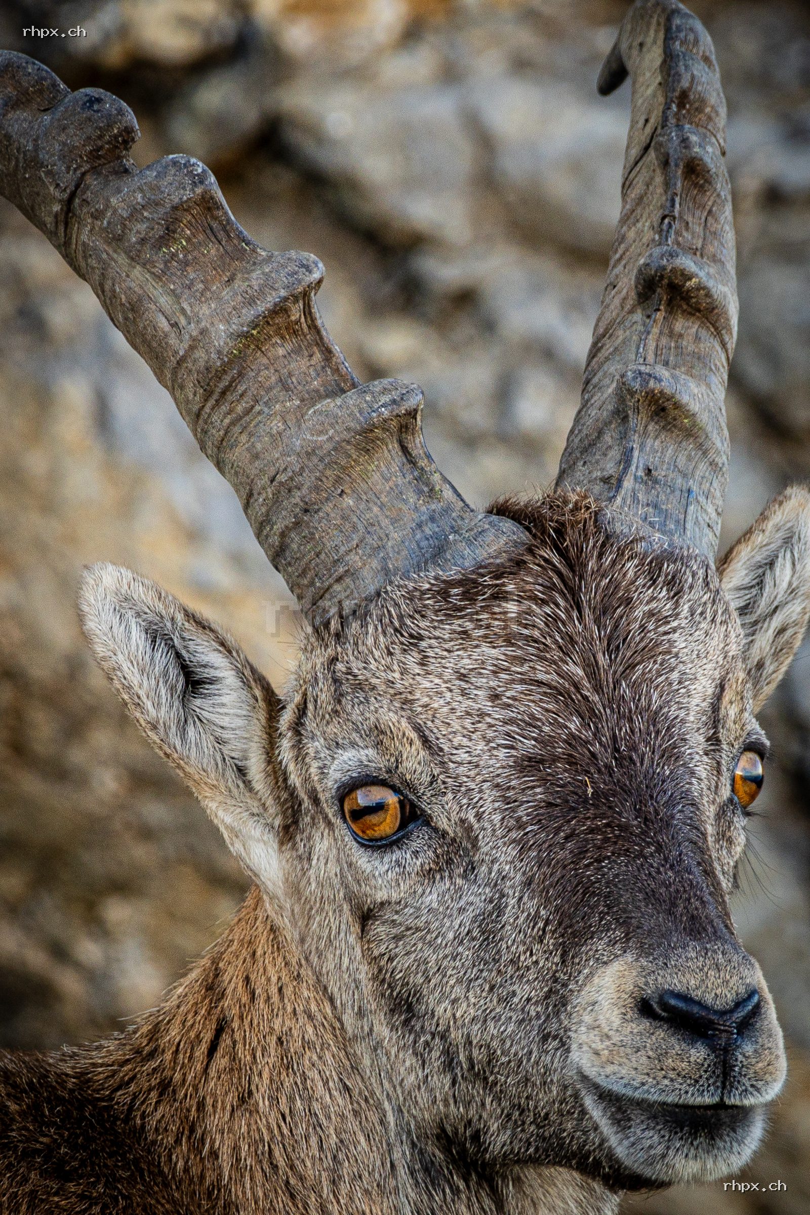 Alpine ibex in close-up on Mount Pilatus, distinctive horns and golden-brown eyes, rock surface in the background