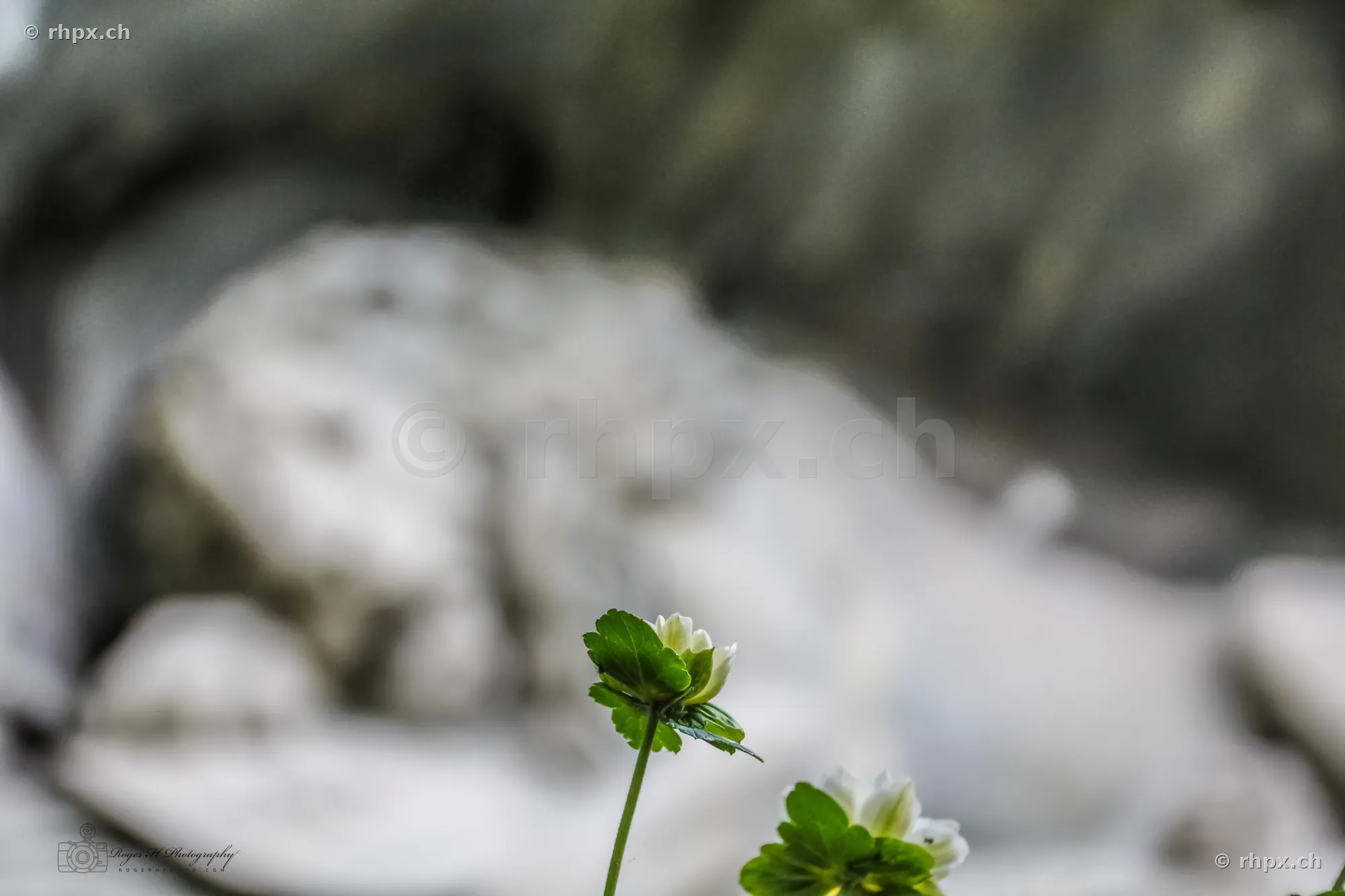 Close-up of small white flowers with green foliage in front of an out-of-focus stone relief background.