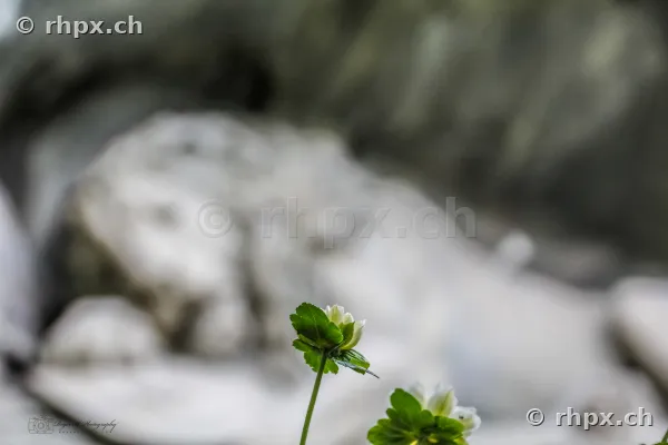 Close-up of small white flowers with green foliage in front of an out-of-focus stone relief background.