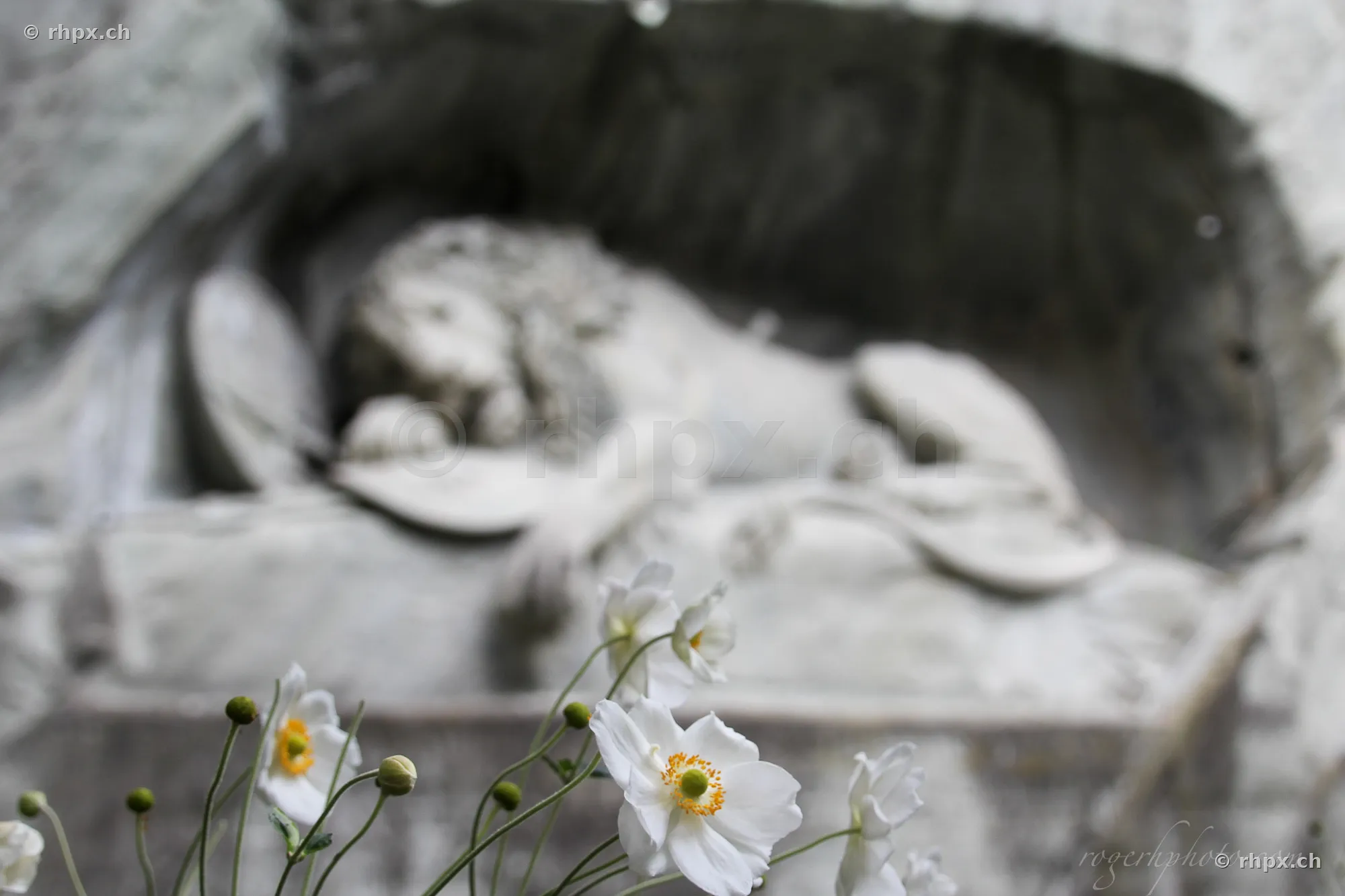 Weisse Blüten im Vordergrund vor dem unscharfen Löwendenkmal in Luzern
