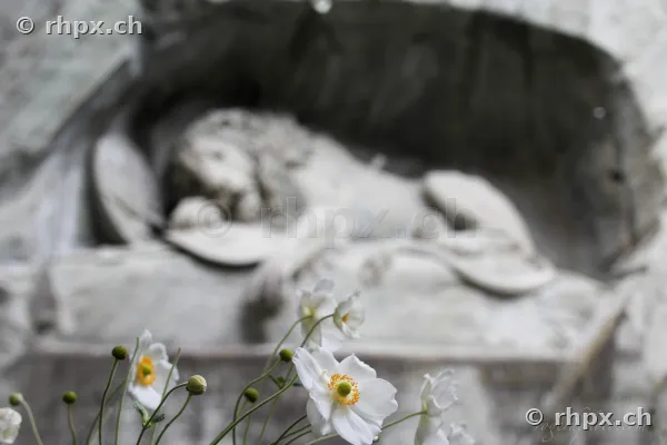 Weisse Blüten im Vordergrund vor dem unscharfen Löwendenkmal in Luzern