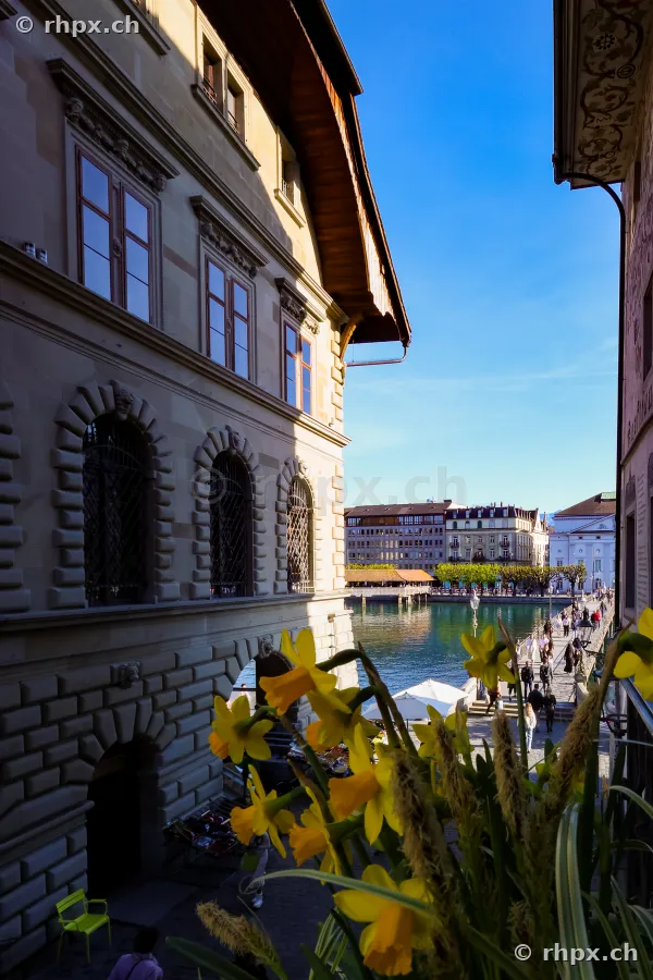 View from a balcony over the Reuss river with yellow daffodils in the foreground and historic buildings in Lucerne