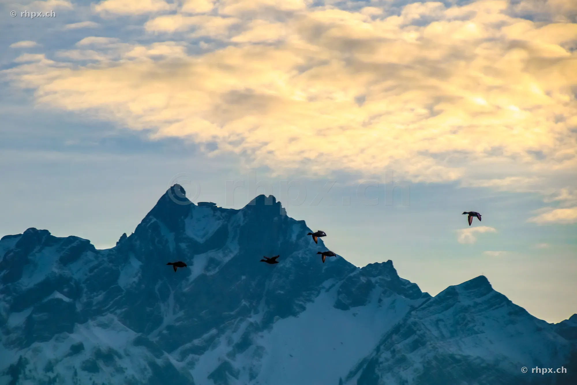 Birds flying in front of the snow-covered peak of Mount Pilatus near Lucerne.