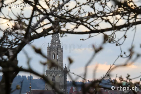 Der Turm des Berner Münsters hinter kahlen Ästen