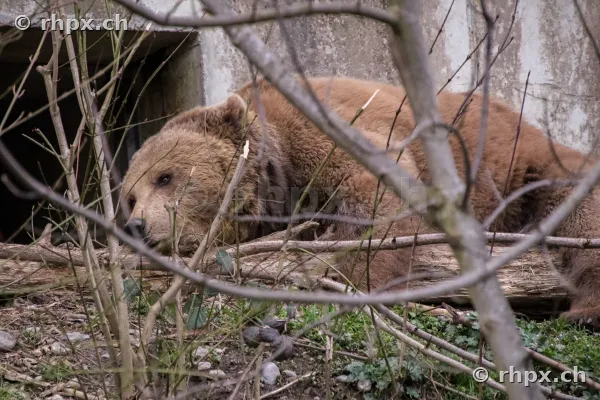 Ein ruhender Braunbär hinter Ästen im Berner Bärengraben