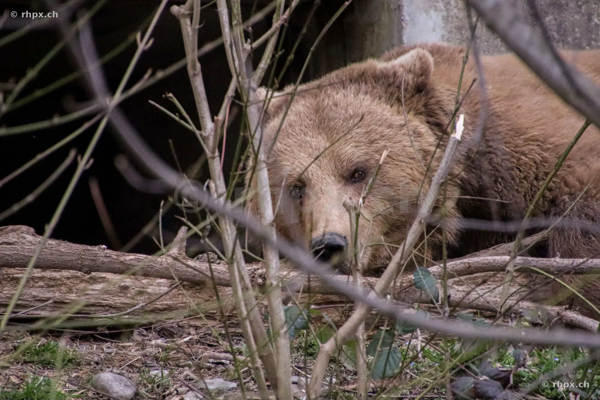 Ein Braunbär liegt hinter Geäst im Bärengraben in Bern