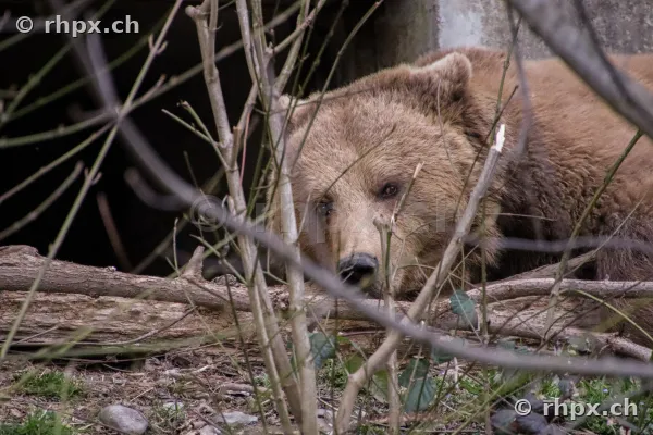 Ein Braunbär liegt hinter Geäst im Bärengraben in Bern