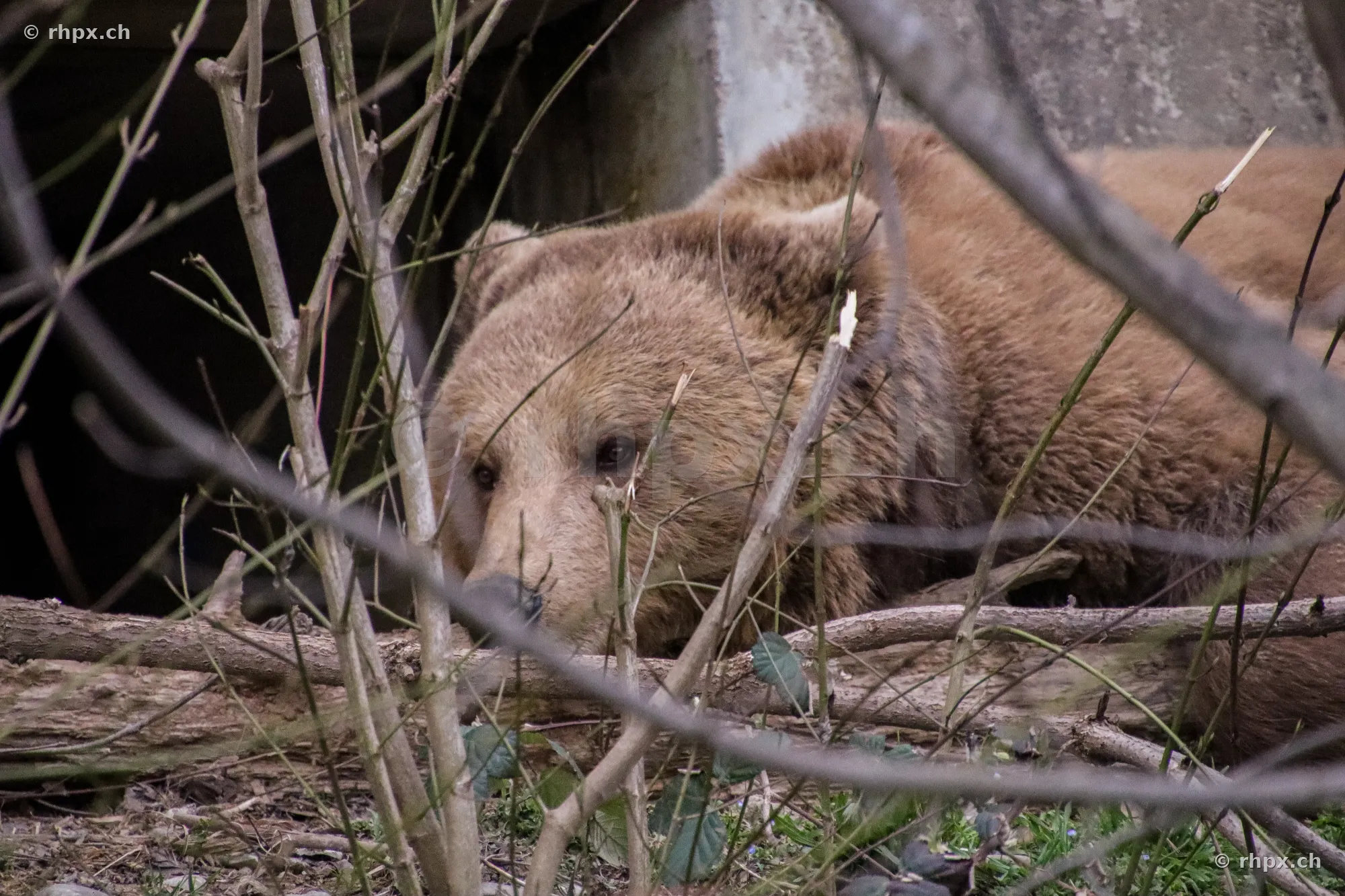 Ein Braunbär ruht im Berner Bärenpark hinter Geäst