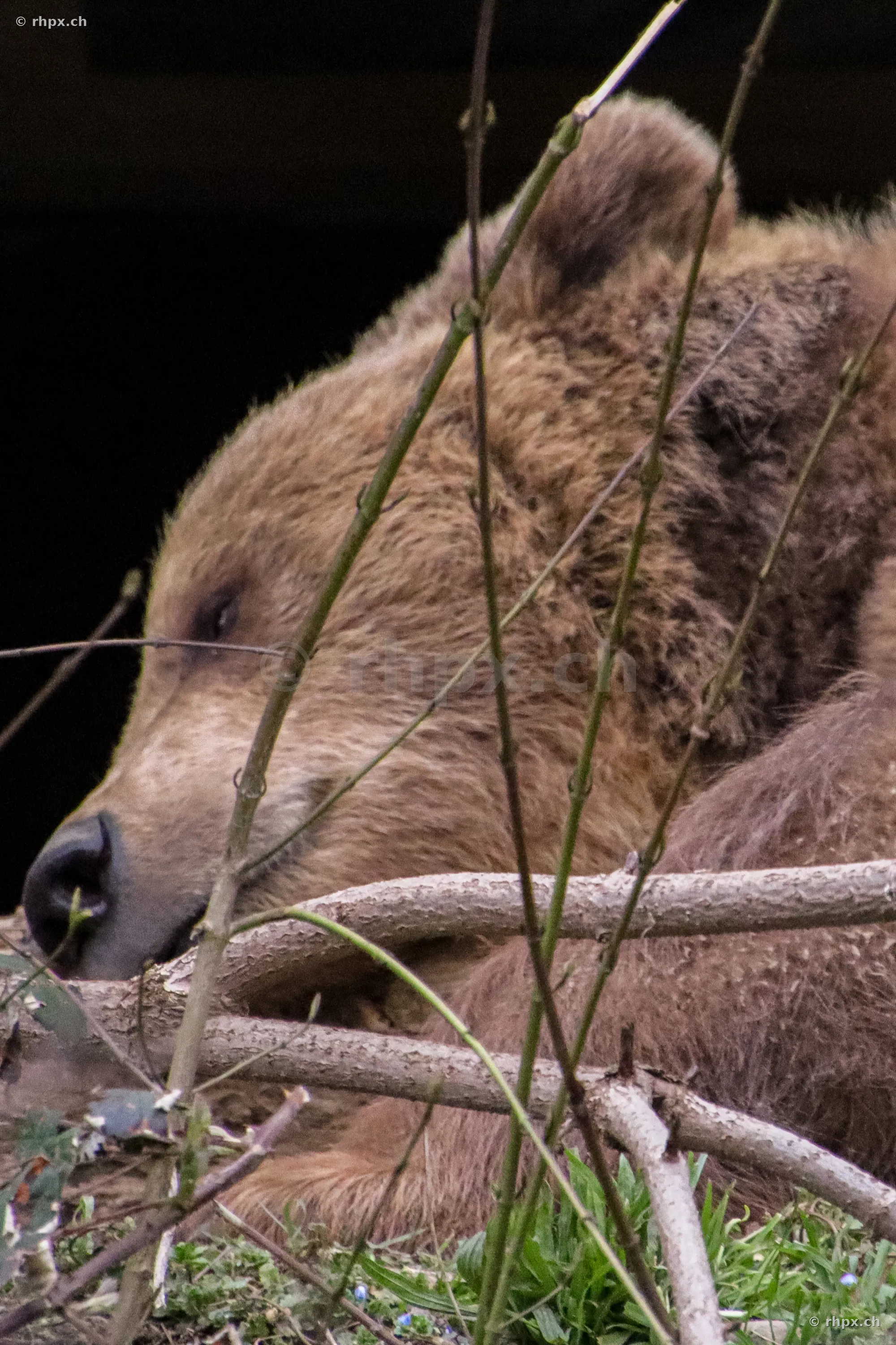 Porträt eines Braunbären im Berner Bärenpark