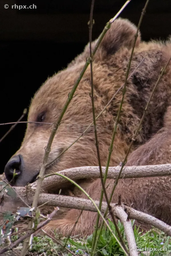 Porträt eines Braunbären im Berner Bärenpark