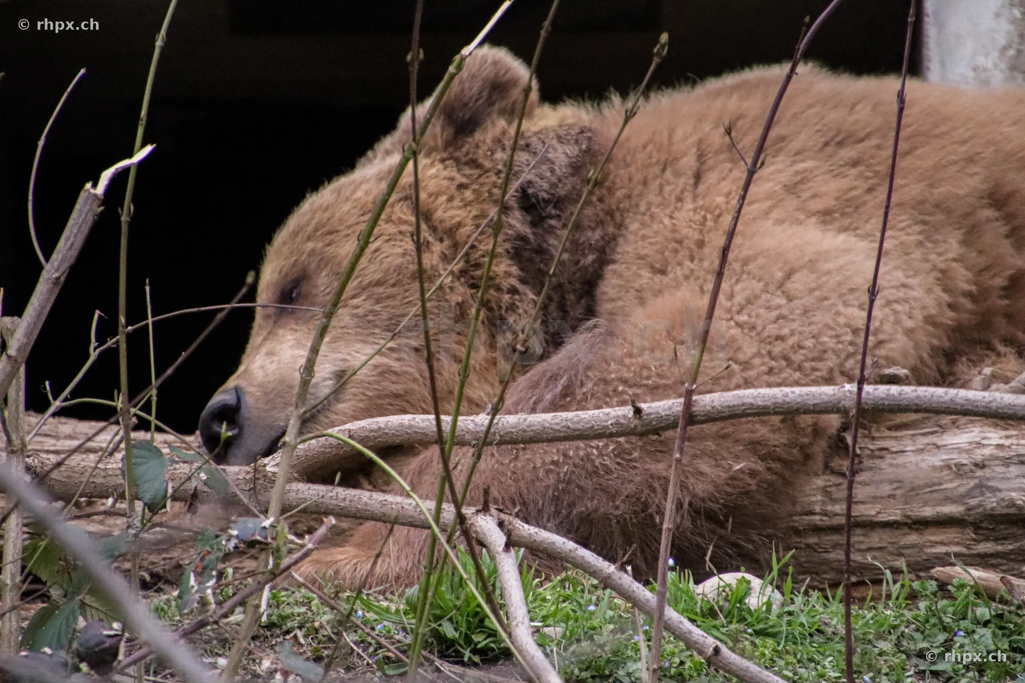 Ein ruhender Braunbär im Bärengraben in Bern