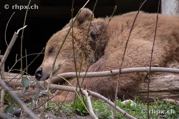 Ein ruhender Braunbär im Bärengraben in Bern