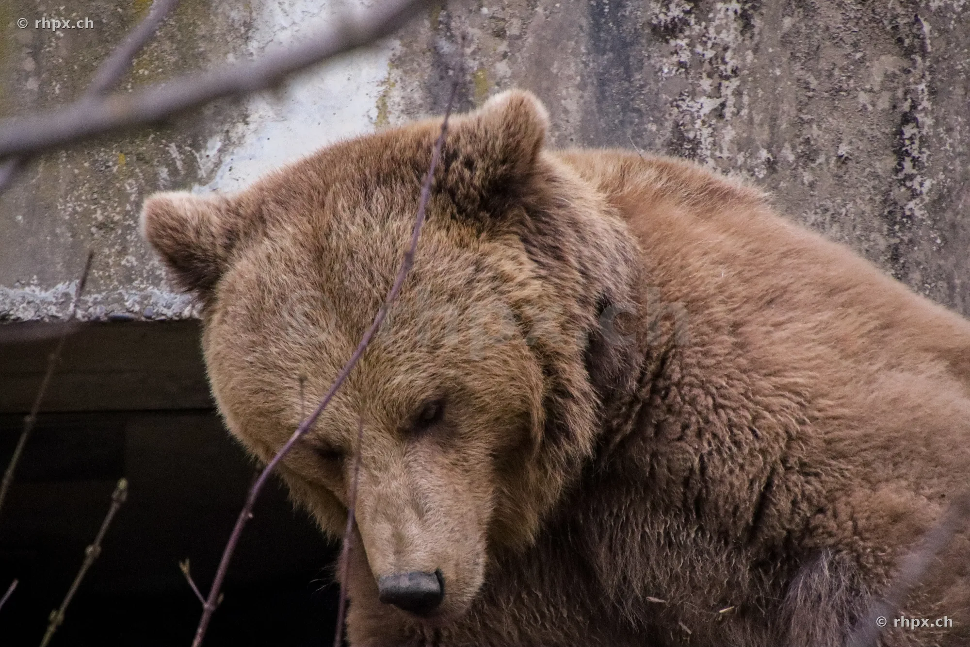 Braunbär vor einer Mauer im Berner Bärenpark