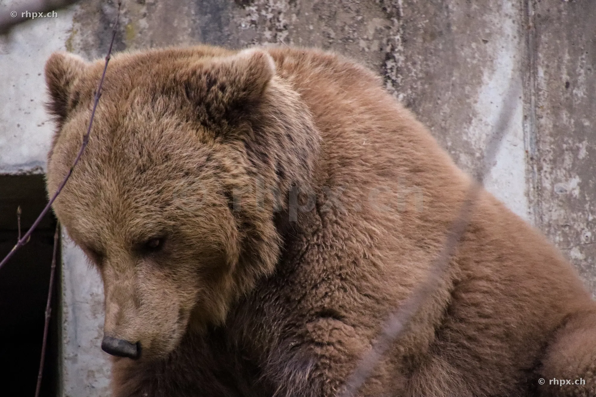 Porträt eines Braunbären im Bärenpark Bern