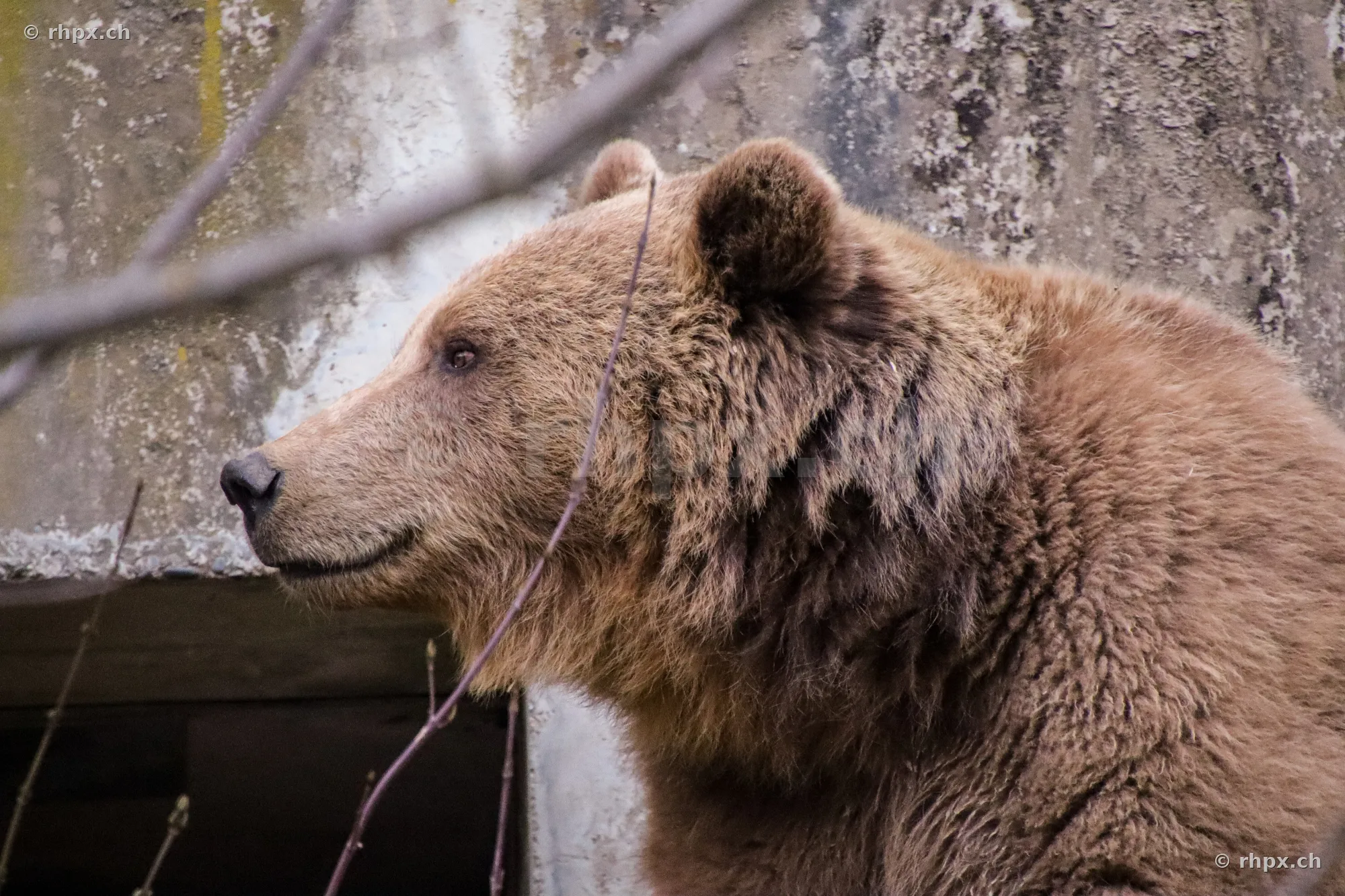 Seitenansicht eines Braunbären im Bärenpark Bern
