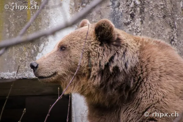 Seitenansicht eines Braunbären im Bärenpark Bern