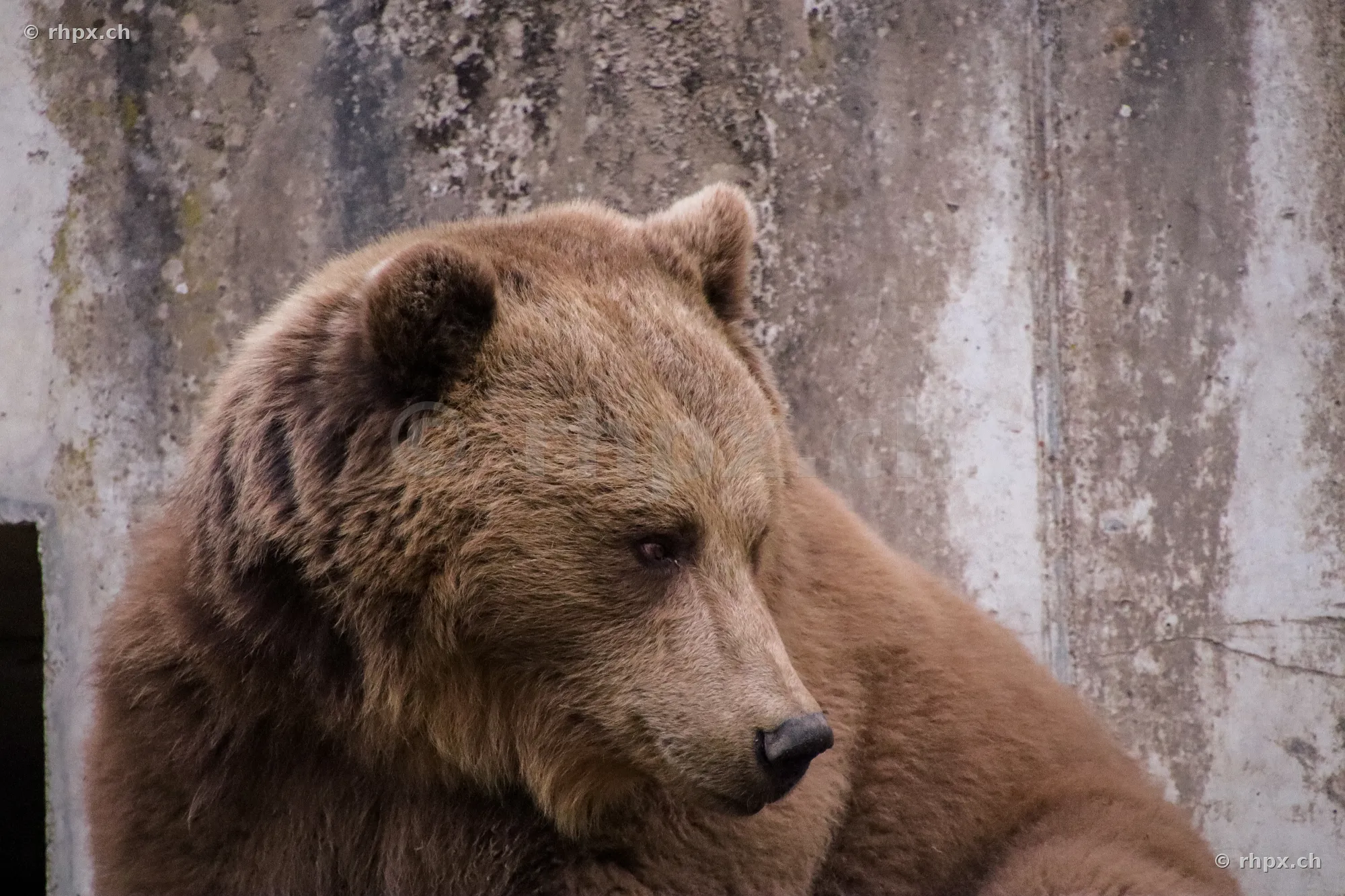 Porträt eines Braunbären vor einer Betonmauer im Bärenpark Bern.