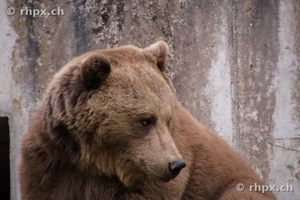 Porträt eines Braunbären vor einer Betonmauer im Bärenpark Bern.