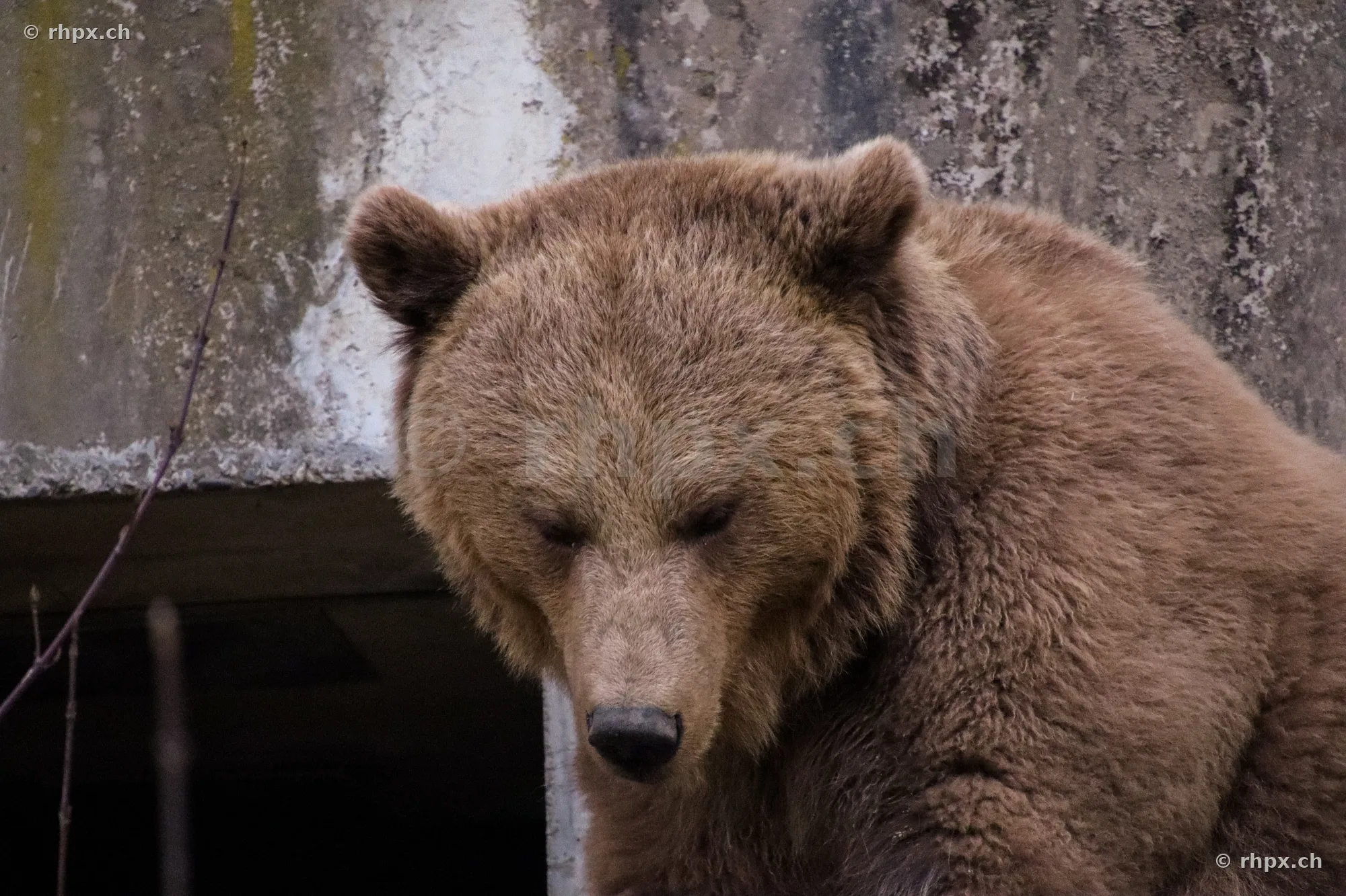 Porträt eines Braunbären im Bärenpark in Bern