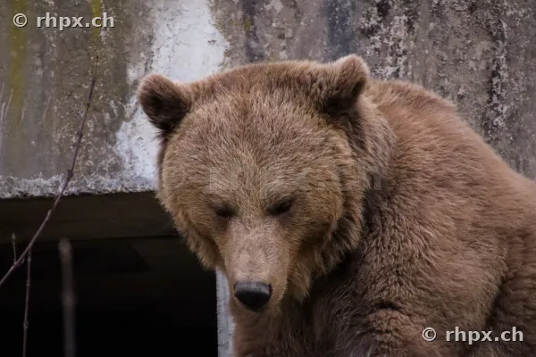 Porträt eines Braunbären im Bärenpark in Bern
