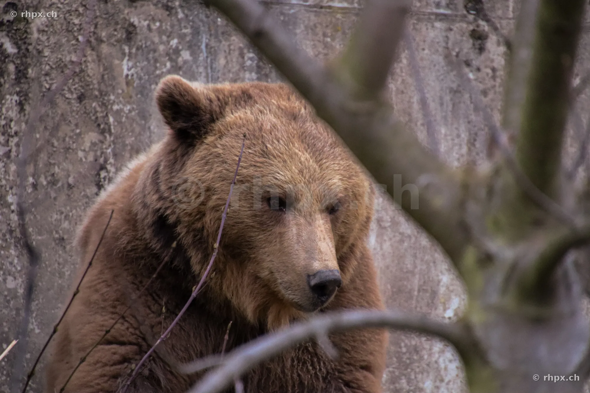 Porträt eines Braunbären im Berner Bärenpark