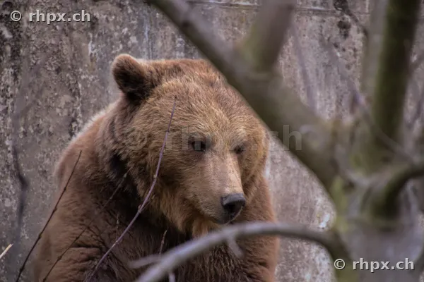Porträt eines Braunbären im Berner Bärenpark