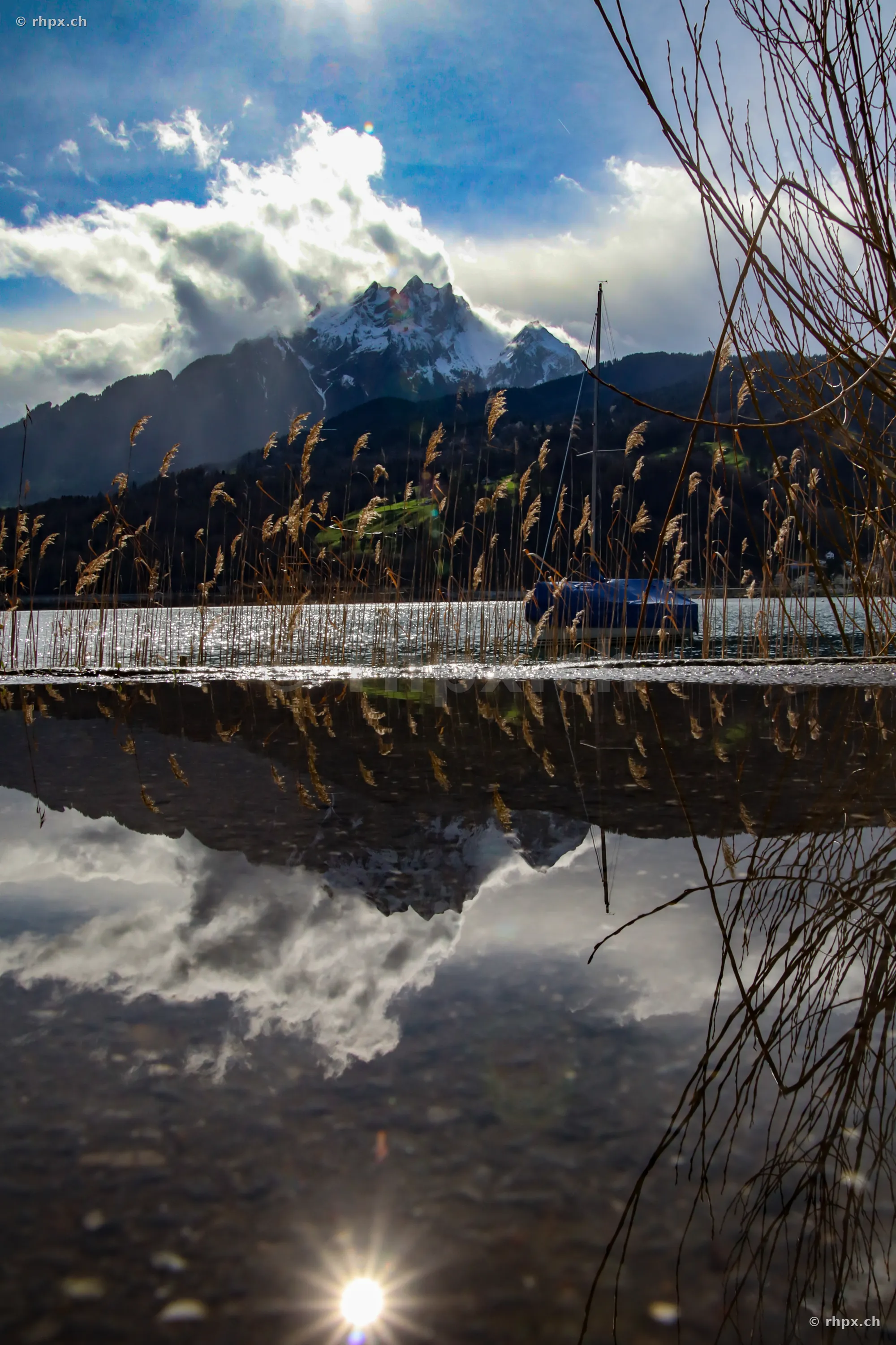 Schilf am Ufer des Vierwaldstättersees mit Blick auf den schneebedeckten Pilatus