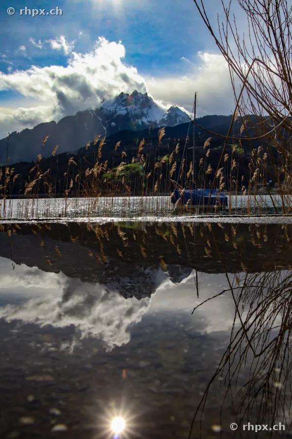 Schilf am Ufer des Vierwaldstättersees mit Blick auf den schneebedeckten Pilatus