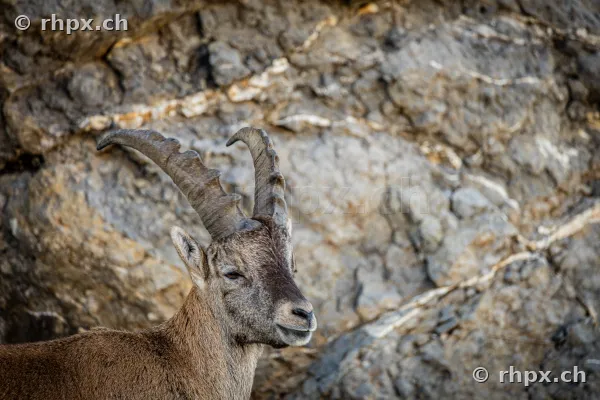 Nahaufnahme eines Steinbocks vor einer schroffen Felswand am Pilatus