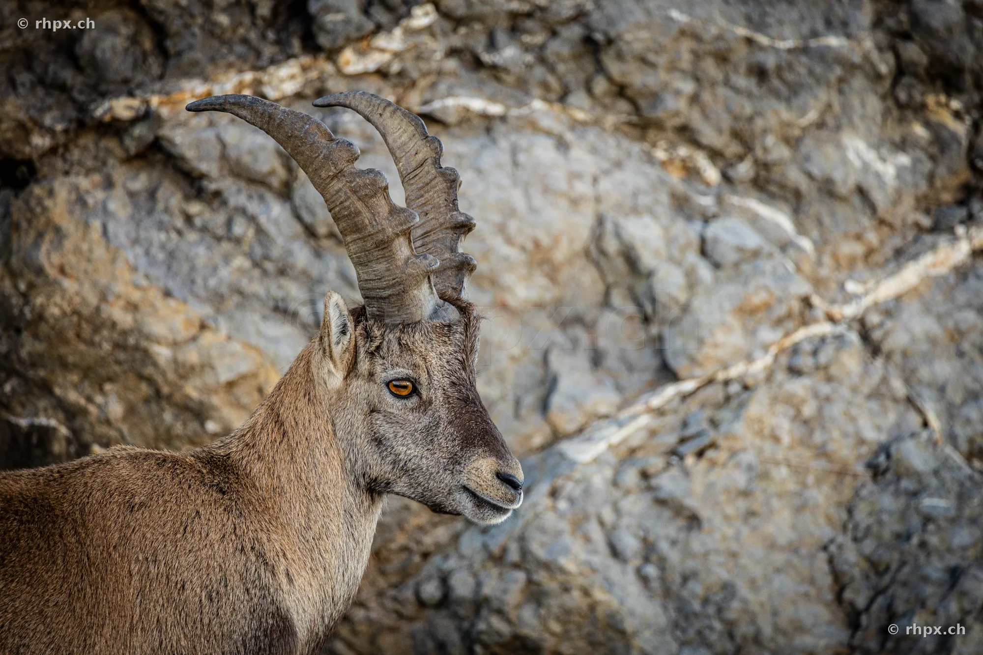 Porträt eines Steinbocks im Profil vor einer Felswand am Berg Pilatus.