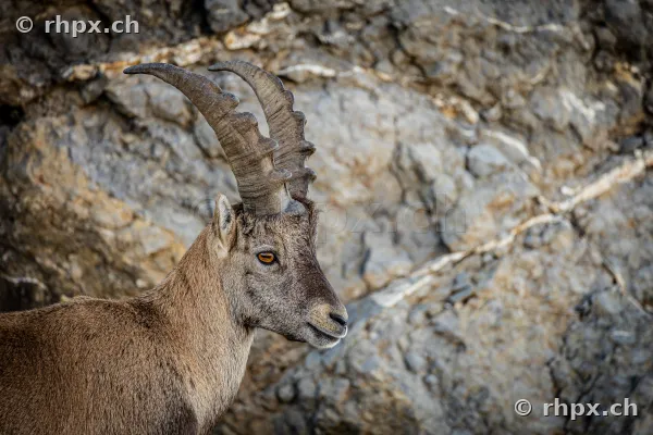 Porträt eines Steinbocks im Profil vor einer Felswand am Berg Pilatus.