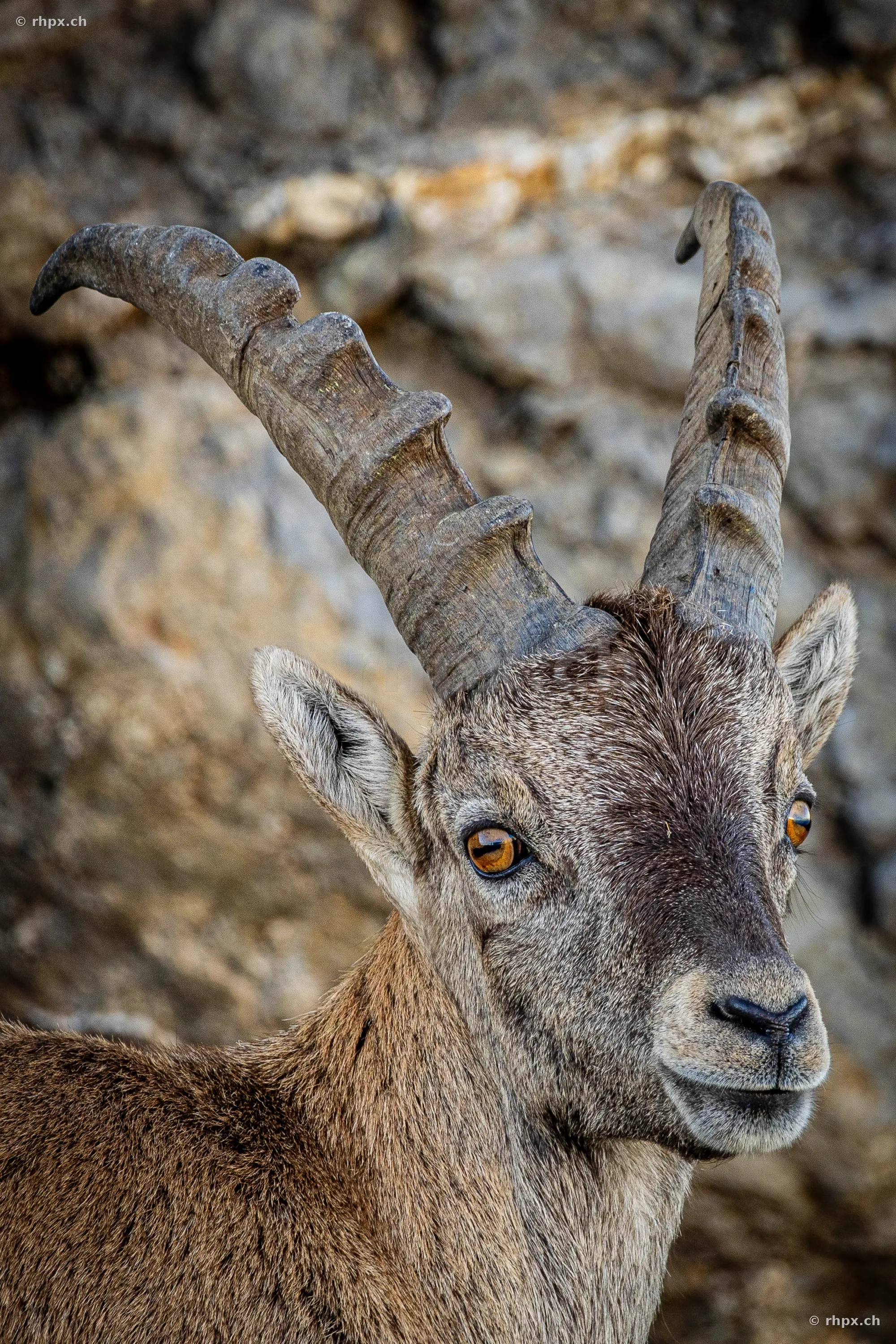 Portrait shot of a young alpine ibex in the rocky terrain of Mount Pilatus