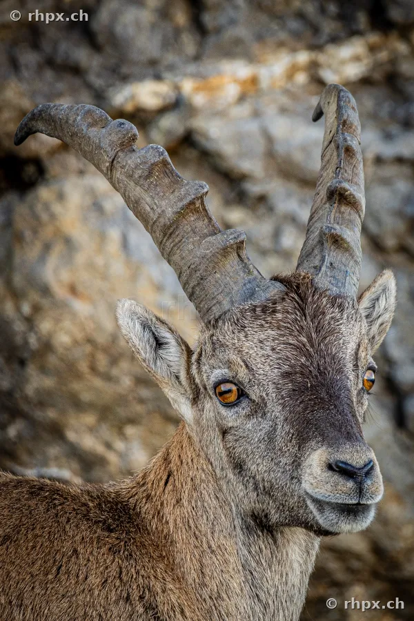 Porträtaufnahme eines jungen Steinbocks in den Felsen am Pilatus