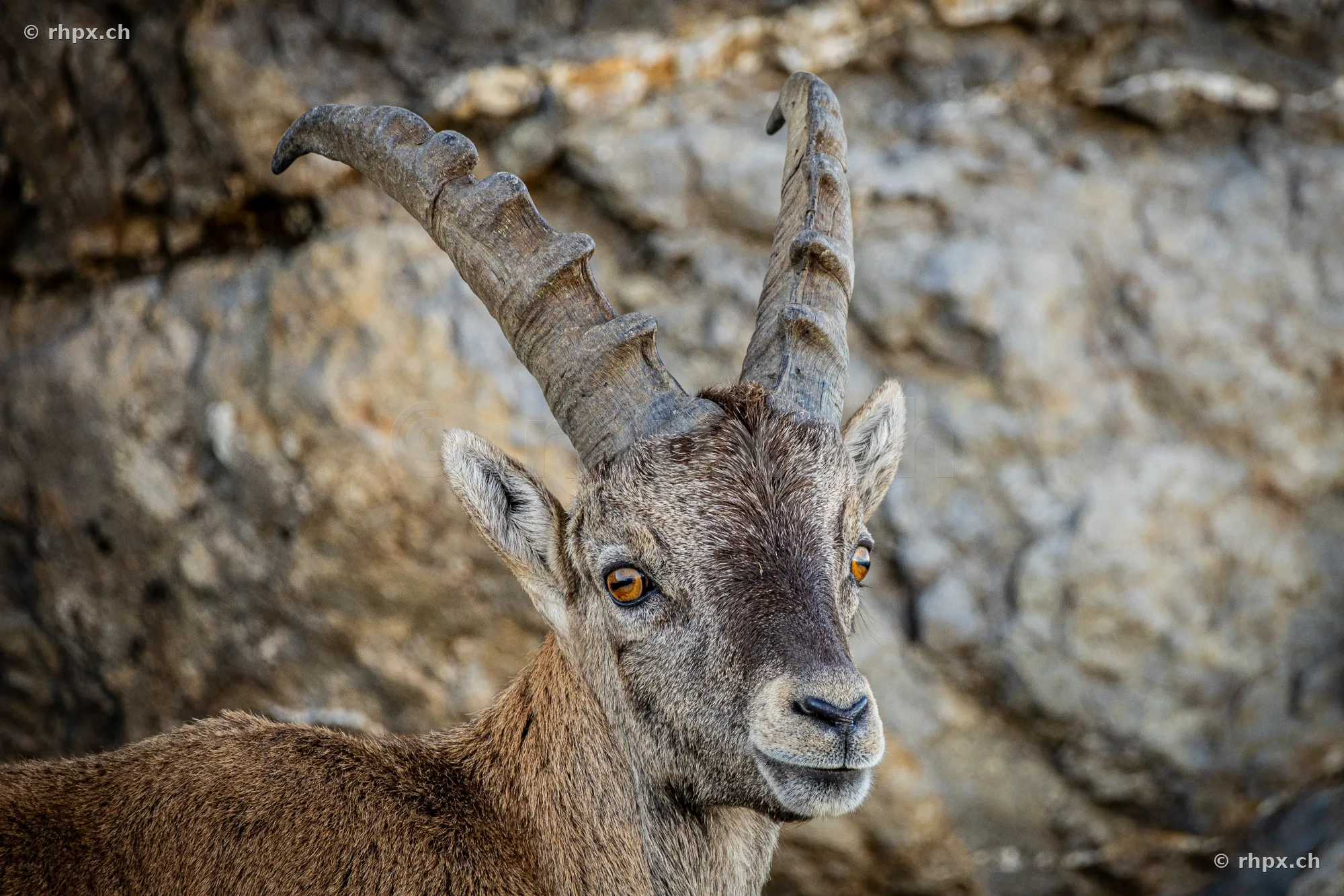Porträt eines jungen Steinbocks vor einer felsigen Wand am Pilatus