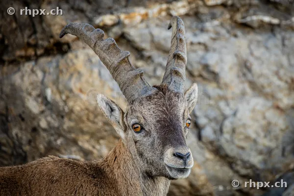 Porträt eines jungen Steinbocks vor einer felsigen Wand am Pilatus