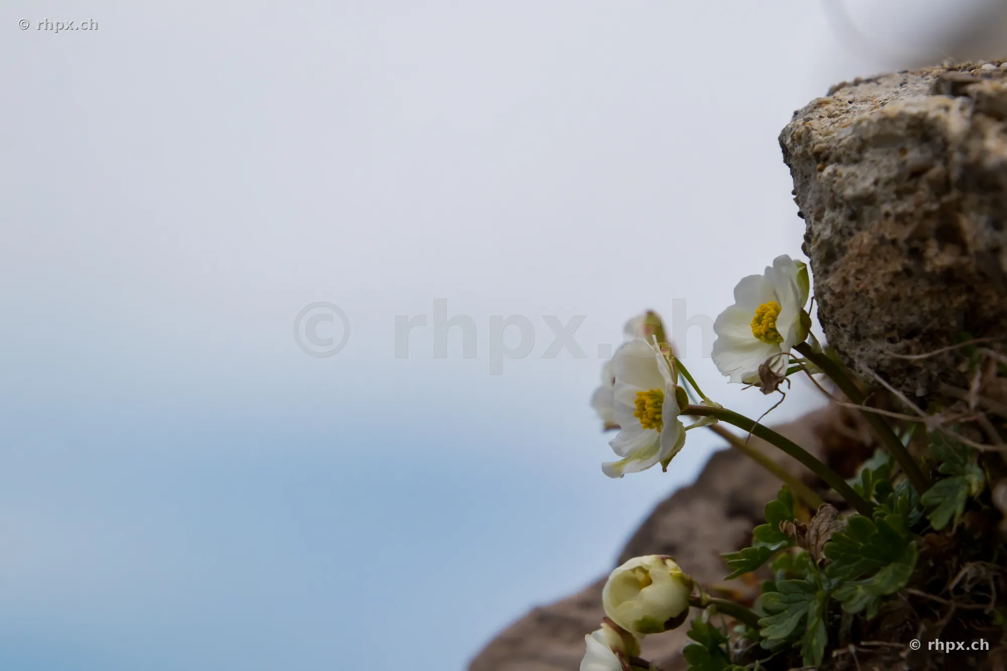 Weisse Alpenblumen wachsen aus einer felsigen Wand am Pilatus