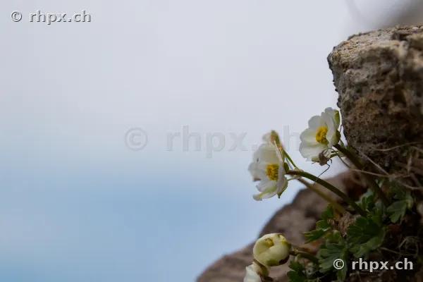 Weisse Alpenblumen wachsen aus einer felsigen Wand am Pilatus