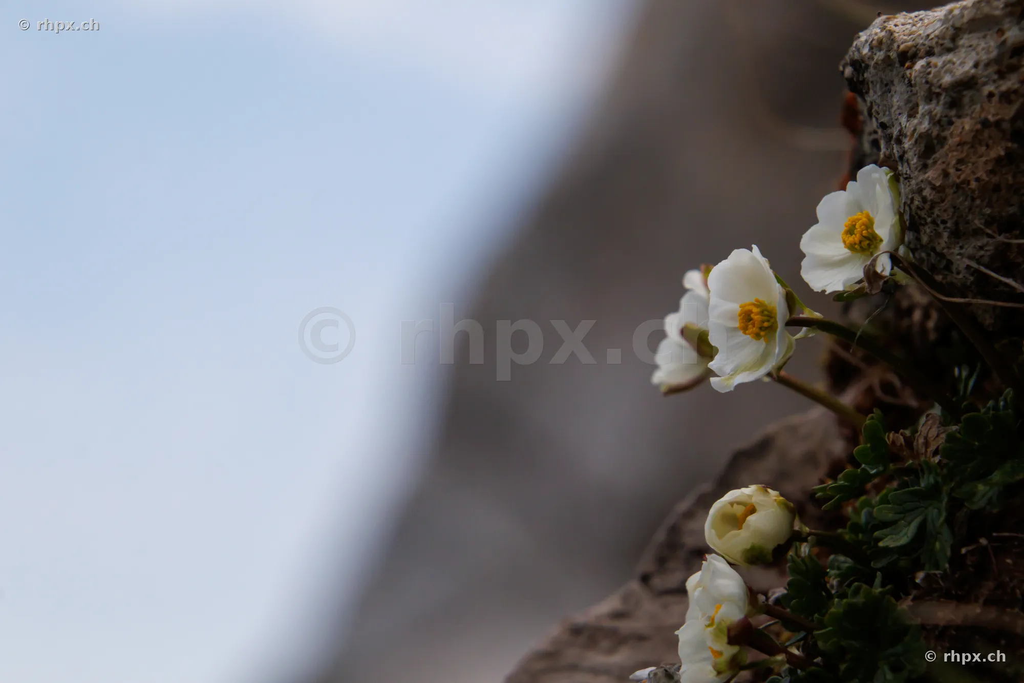 White flowers growing out of a rock crevice on Mount Pilatus