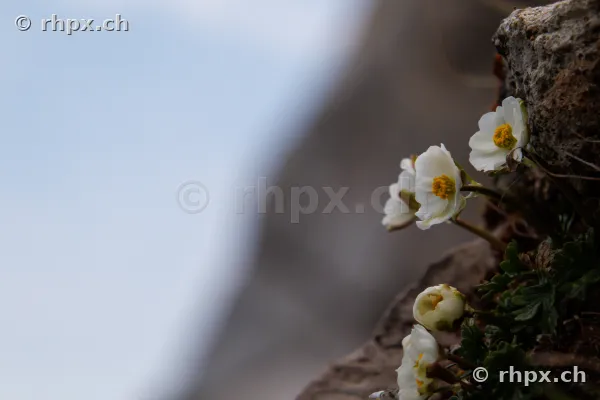 Weisse Blüten wachsen aus einer Felsspalte am Berg Pilatus