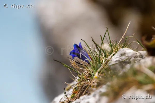 Blaue Enzian-Blüte wachsend in einer Felsspalte am Pilatus