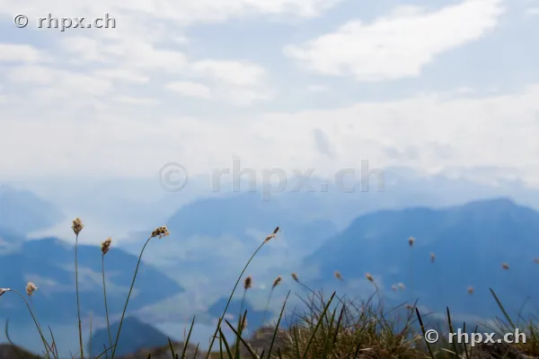 Foreground with grasses in front of the blurred panorama of Lake Lucerne seen from Mount Pilatus