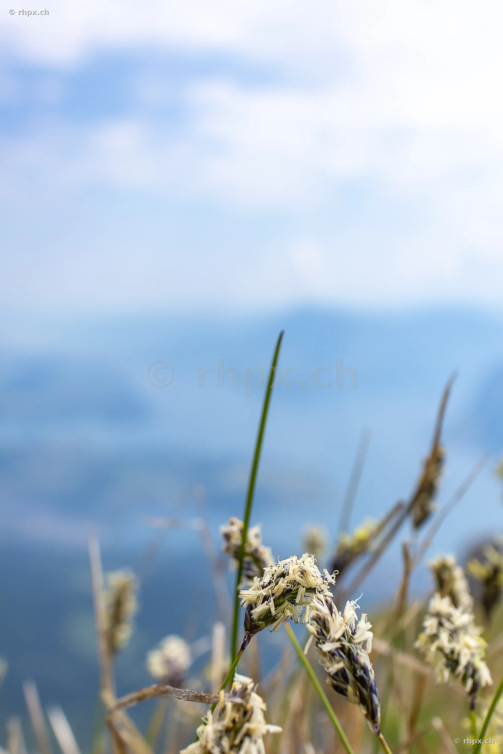 Close-up of grasses and alpine flowers on Mount Pilatus with a blue background