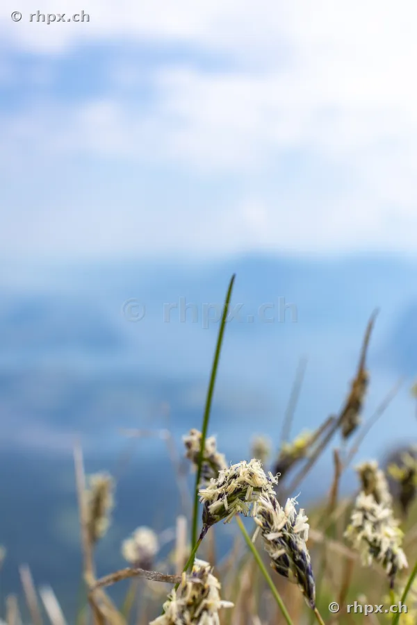Nahaufnahme von Gräsern und Alpenblumen am Pilatus mit blauem Hintergrund