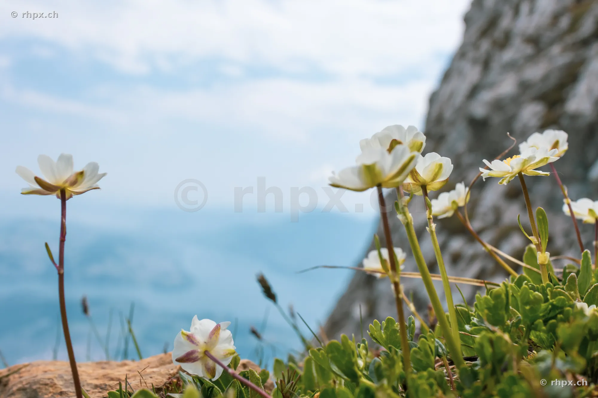 White alpine flowers on a rock formation at Mount Pilatus