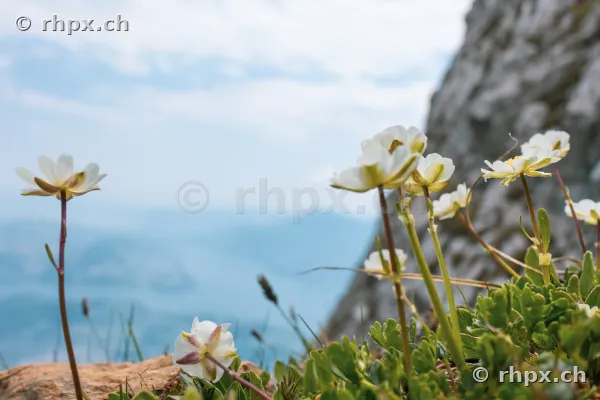 Weisse Alpenblumen auf einer Felsformation am Pilatus