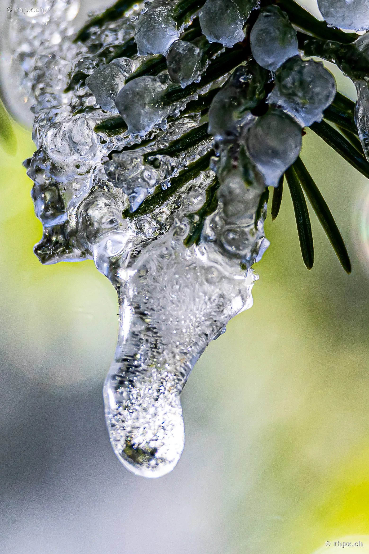 Close-up of ice and frozen water droplets on a pine branch, with blurred vegetation in the background.
