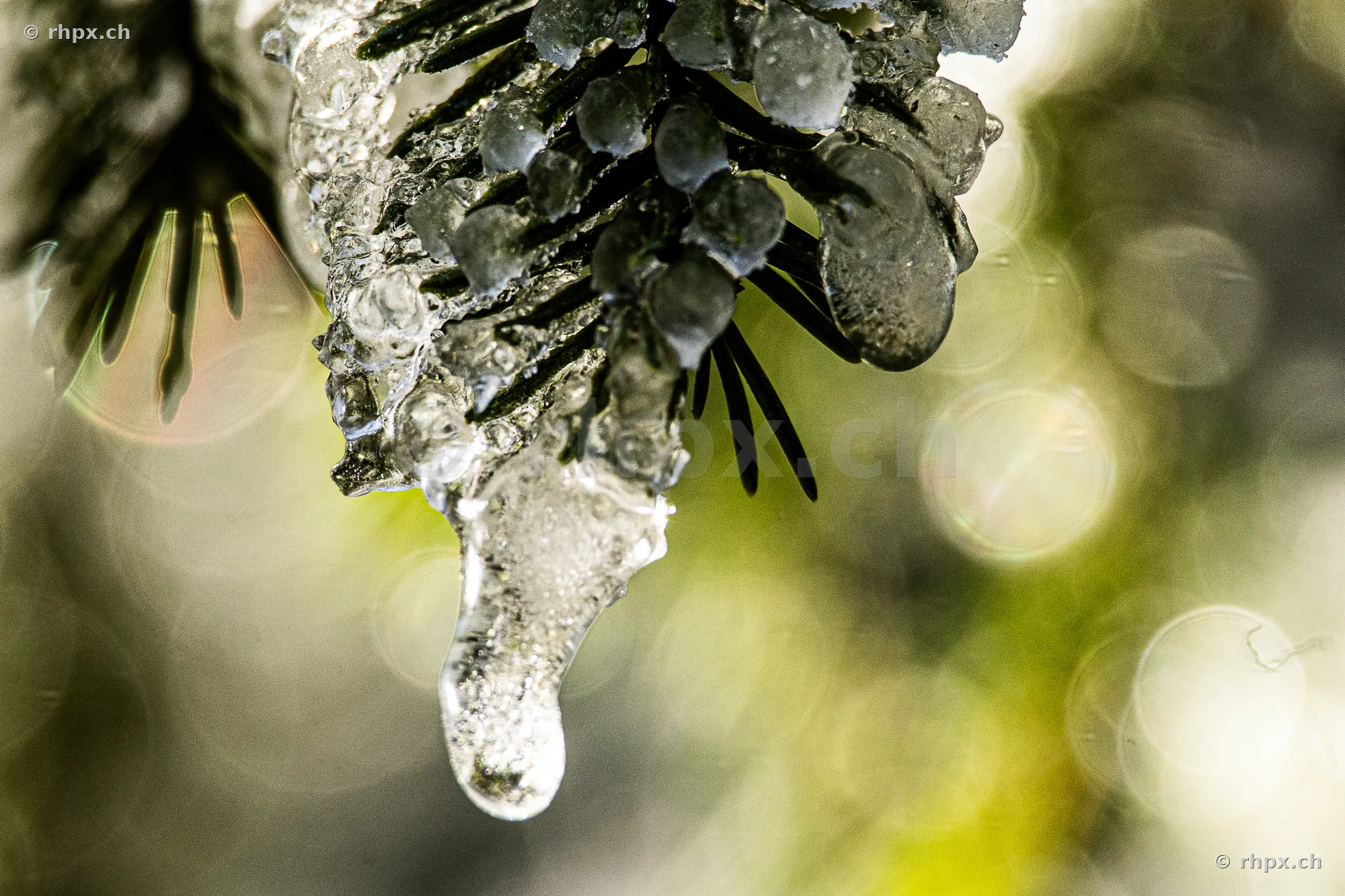 Detailansicht eines mit Eis überzogenen Tannenzweiges im Winter