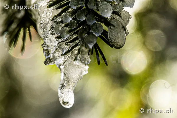 Detailansicht eines mit Eis überzogenen Tannenzweiges im Winter
