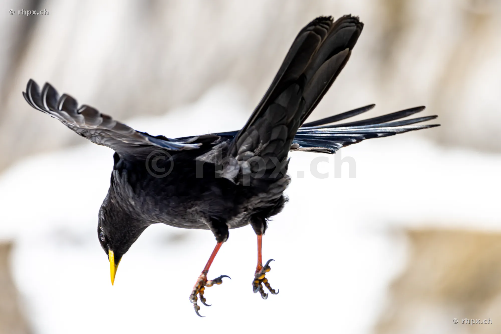 Alpine Chough in flight with spread wings against a snowy background at Mount Pilatus