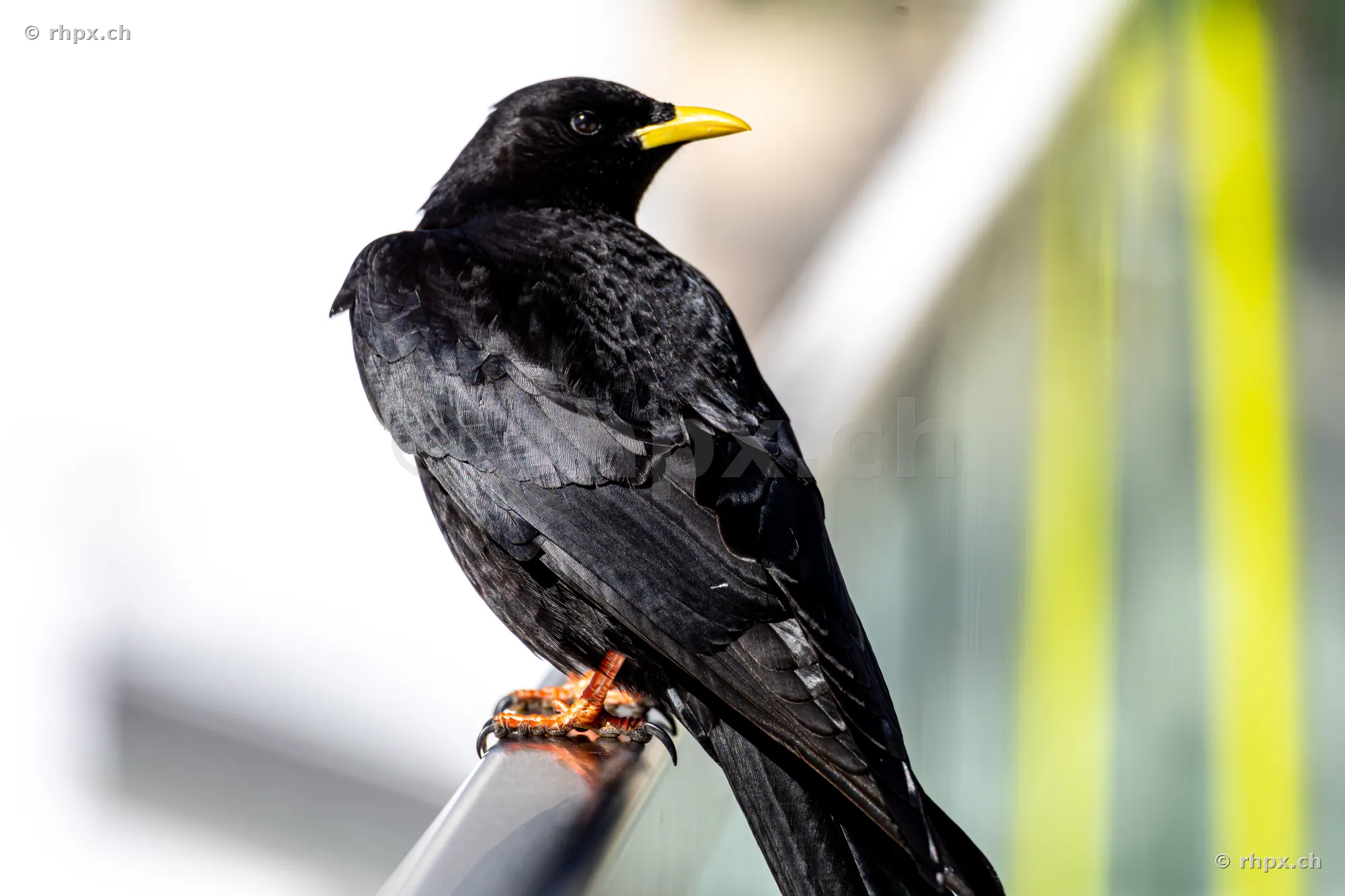 Alpine chough with yellow beak perched on a metal railing at Mount Pilatus